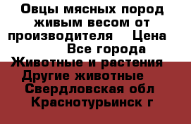 Овцы мясных пород живым весом от производителя. › Цена ­ 110 - Все города Животные и растения » Другие животные   . Свердловская обл.,Краснотурьинск г.